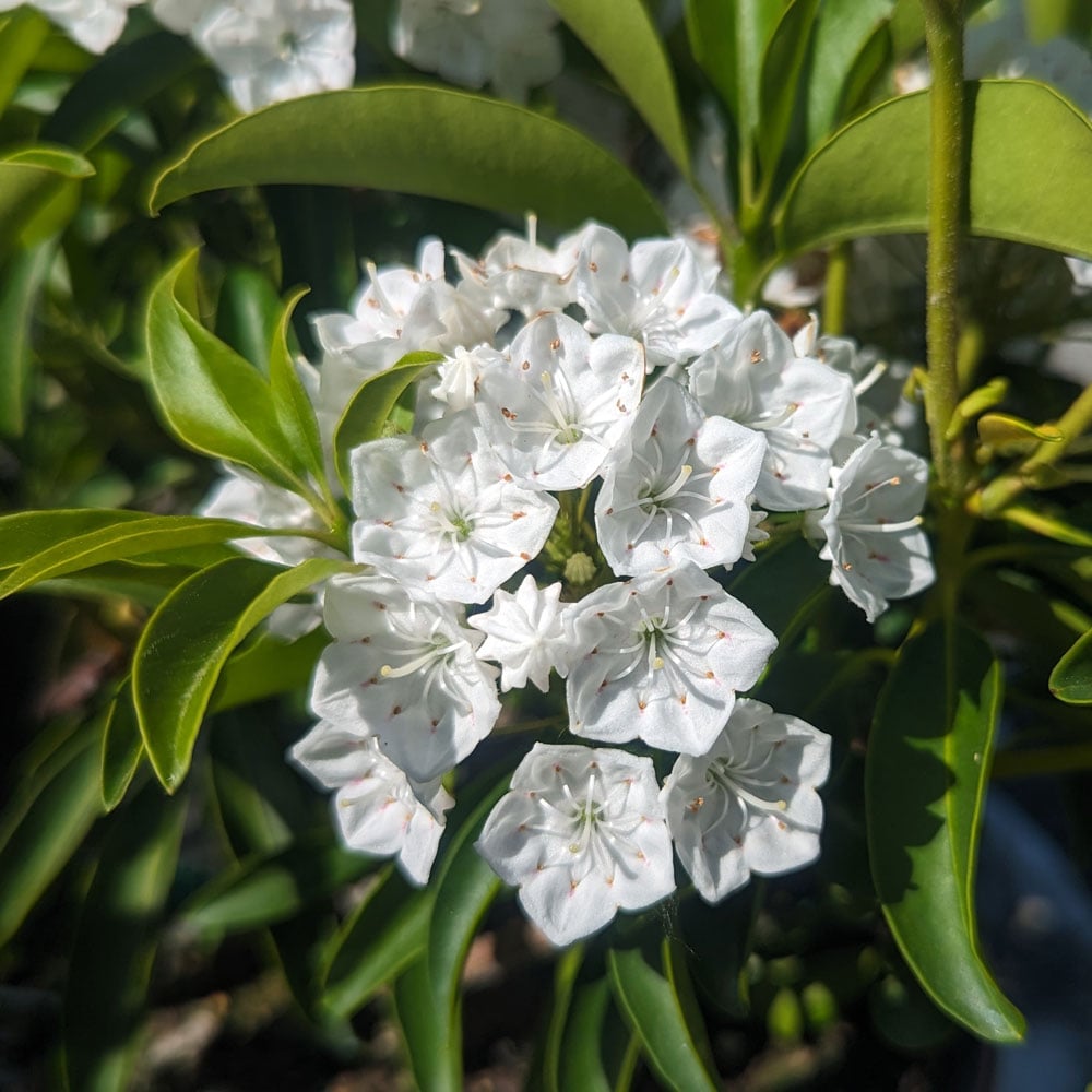 Laurel Flower Seeds Organic White – Heirloom, Non-GMO, High Germination Seeds