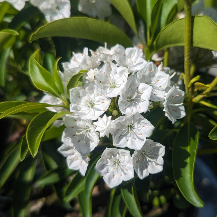 Laurel Flower Seeds Organic White – Heirloom, Non-GMO, High Germination Seeds