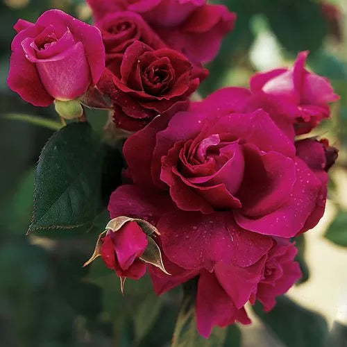 purple intrigue flower seeds