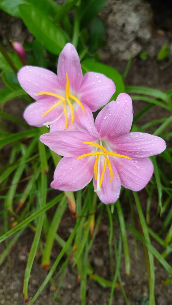 Pink Crocus Flower Seeds for Planting – Heirloom Non-GMO High Germination Organic Garden Seeds