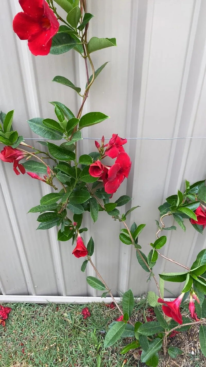 Red Jasmine Flower Seeds – Heirloom, Non-GMO, High Germination Seeds