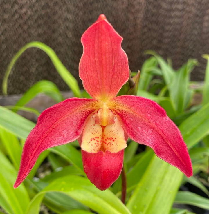 Affen-Orchideen-Samen, rot, zum Pflanzen (alte Sorte, gentechnikfrei), hohe Keimrate, Bio-Gartensamen