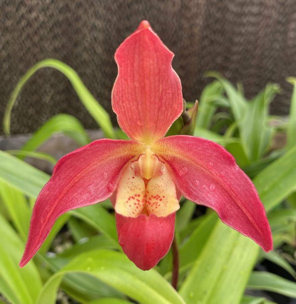 Affen-Orchideen-Samen, rot, zum Pflanzen (alte Sorte, gentechnikfrei), hohe Keimrate, Bio-Gartensamen