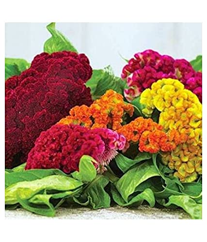 Mixed Cockscomb Flower Seeds – Heirloom, Non-GMO, High Germination Seeds