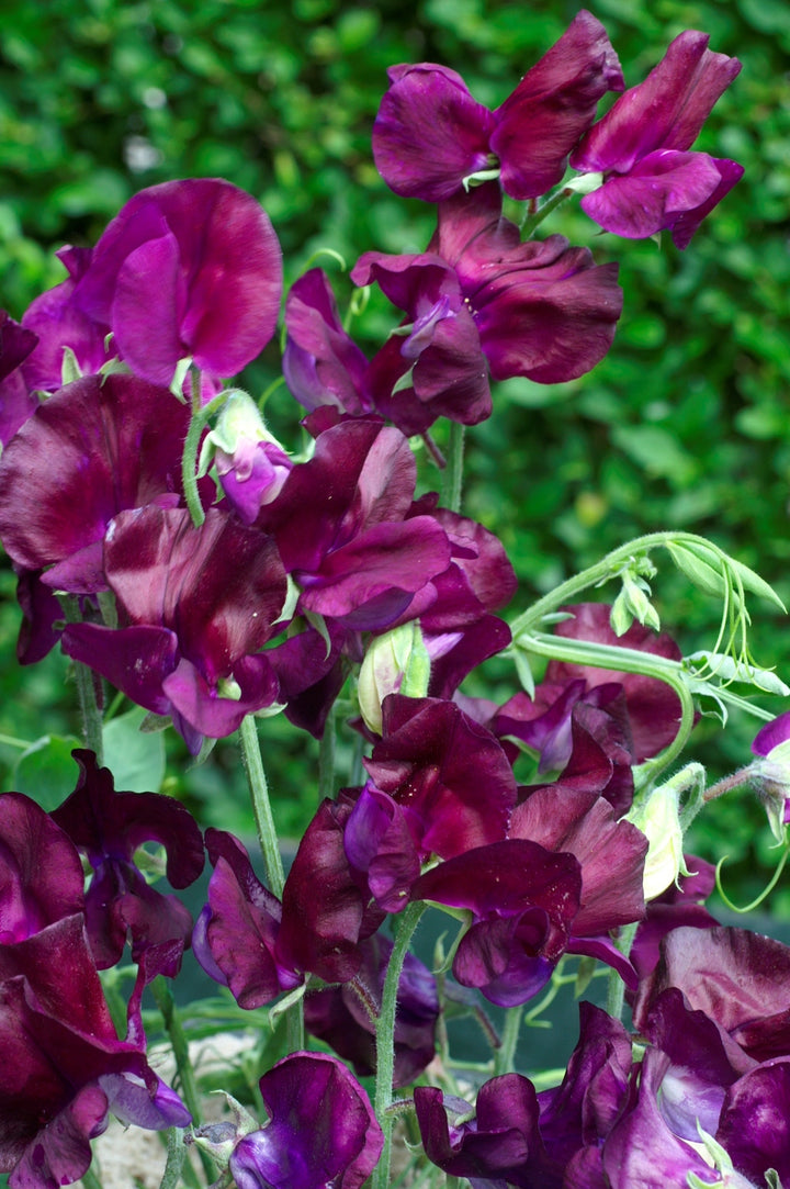Lathyrus Flower Seeds Purple Maroon Heirloom Non-GMO High Germination Organic Garden Seeds for Planting