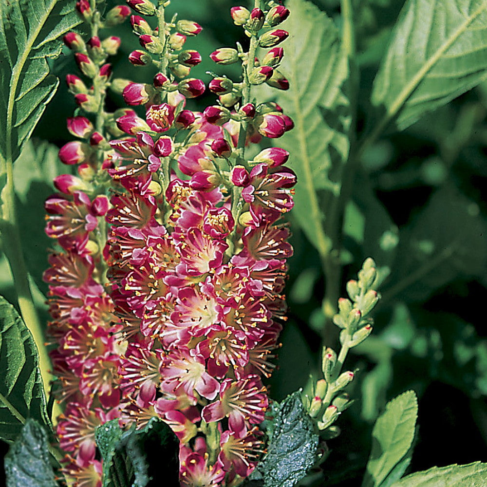 Clethra Alnifolia Rosea Flower Seeds – Heirloom Non-GMO High Germination