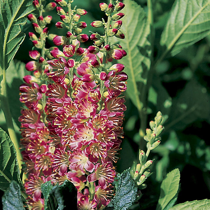 Clethra Alnifolia Rosea Flower Seeds – Heirloom Non-GMO High Germination