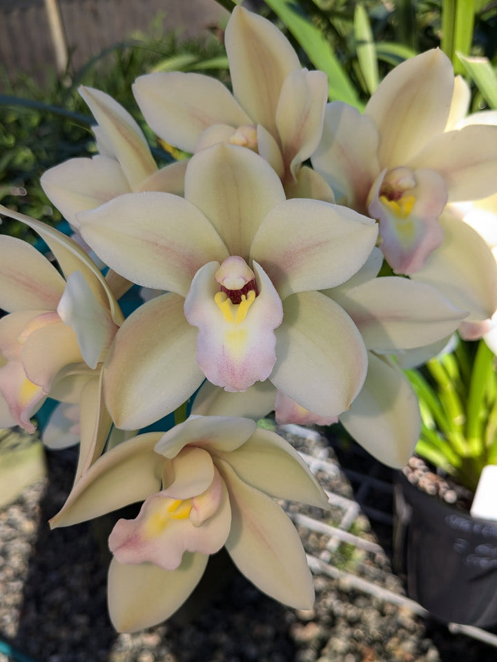 Cymbidium Orchid Flower Seeds White – Heirloom Non-GMO High Germination