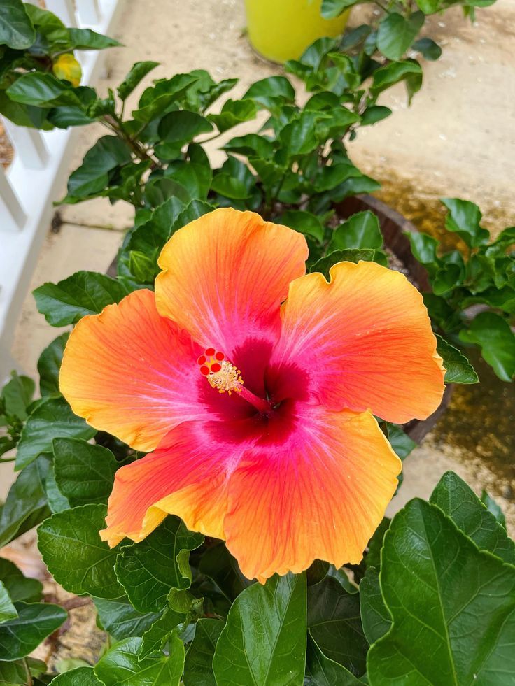 Pink Orange Hibiscus Flower Seeds – Heirloom, Non-GMO, High Germination Seeds