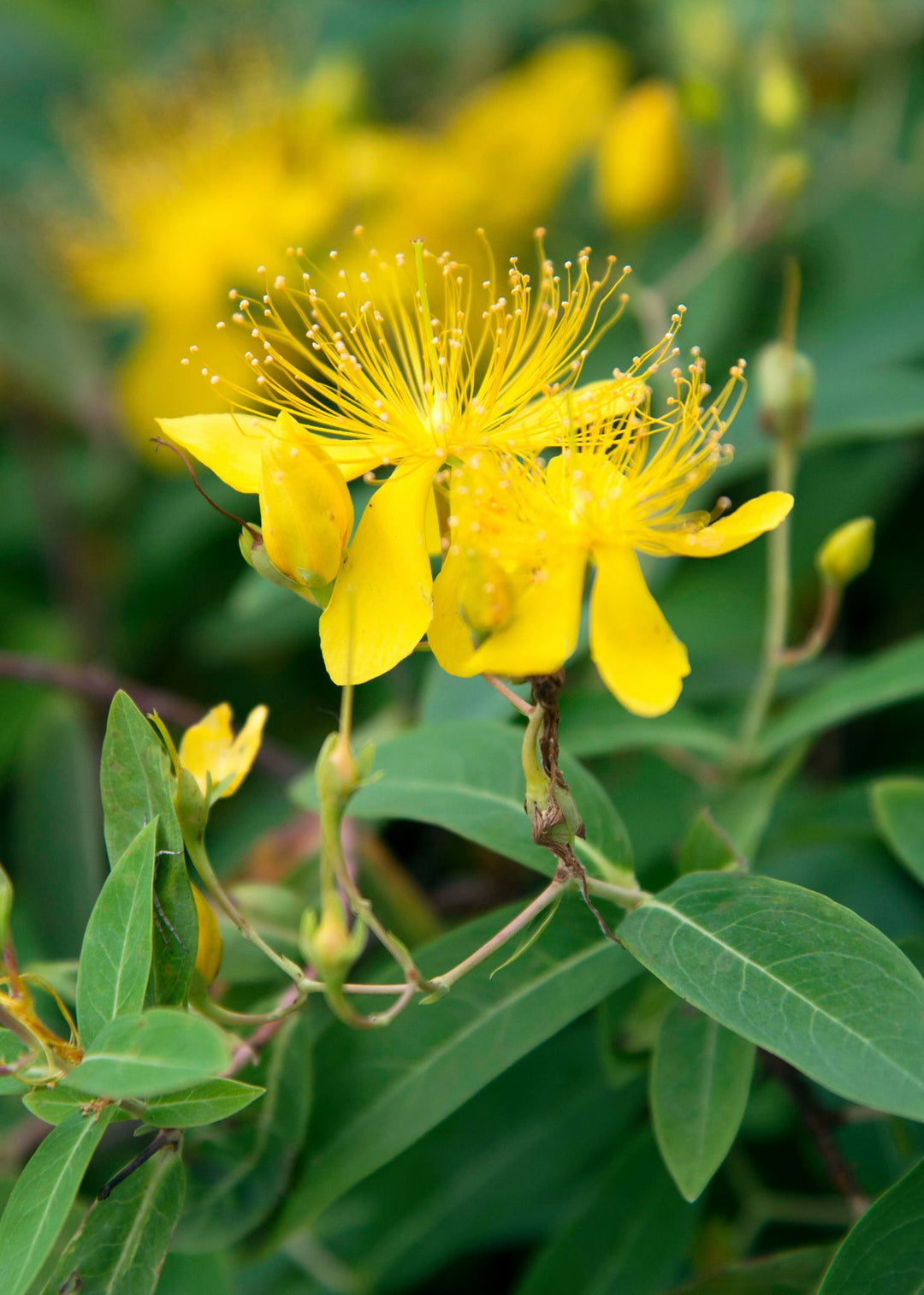 Hypericum Cerastoides Flower Seeds Yellow – Heirloom Non-GMO High Germination Seeds