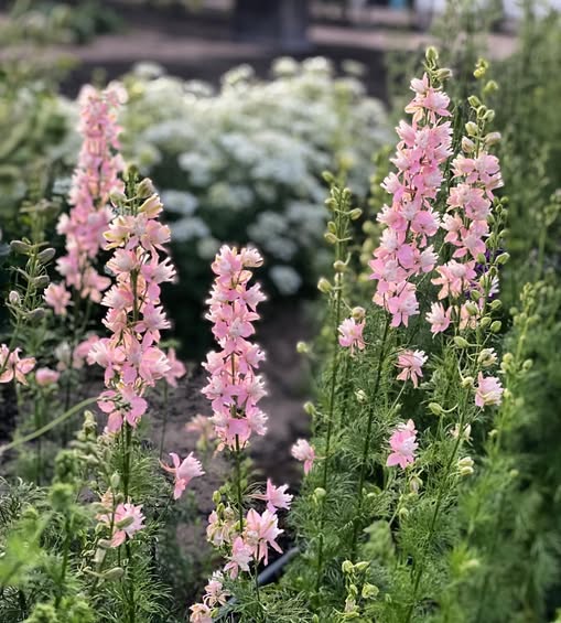 Larkspur Flower Seeds Pink – Heirloom, Non-GMO, High Germination Seeds