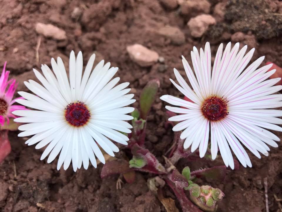 Semillas de flores de Mesembryanthemum blancas – Tradicionales, sin OMG, alta germinación