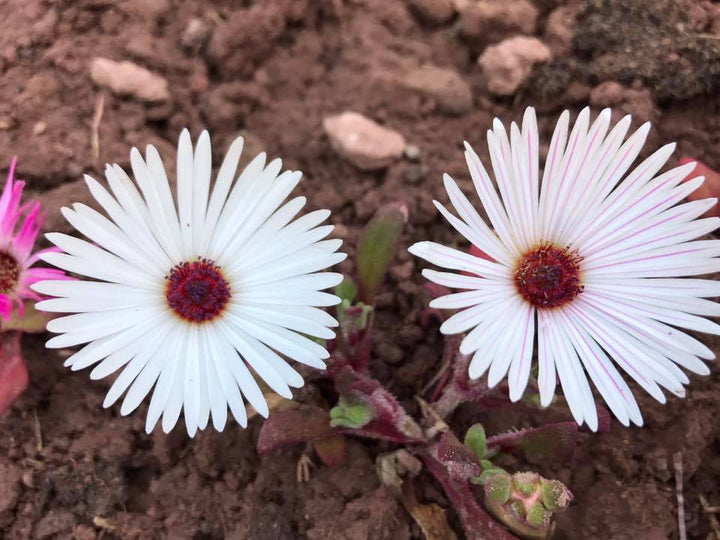 Semillas de flores de Mesembryanthemum blancas – Tradicionales, sin OMG, alta germinación