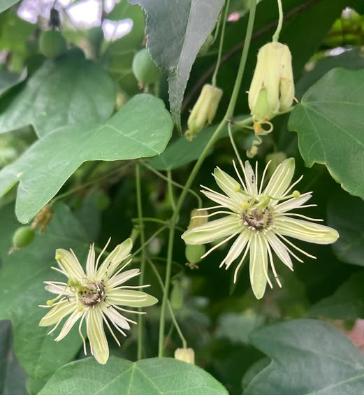 Passion Flower Seeds Yellow – Heirloom Non-GMO High Germination Organic Seeds