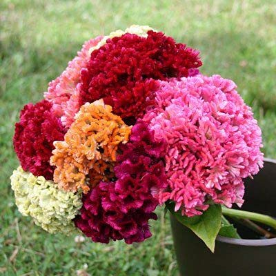 Mixed Cockscomb Flower Seeds – Heirloom, Non-GMO, High Germination Seeds