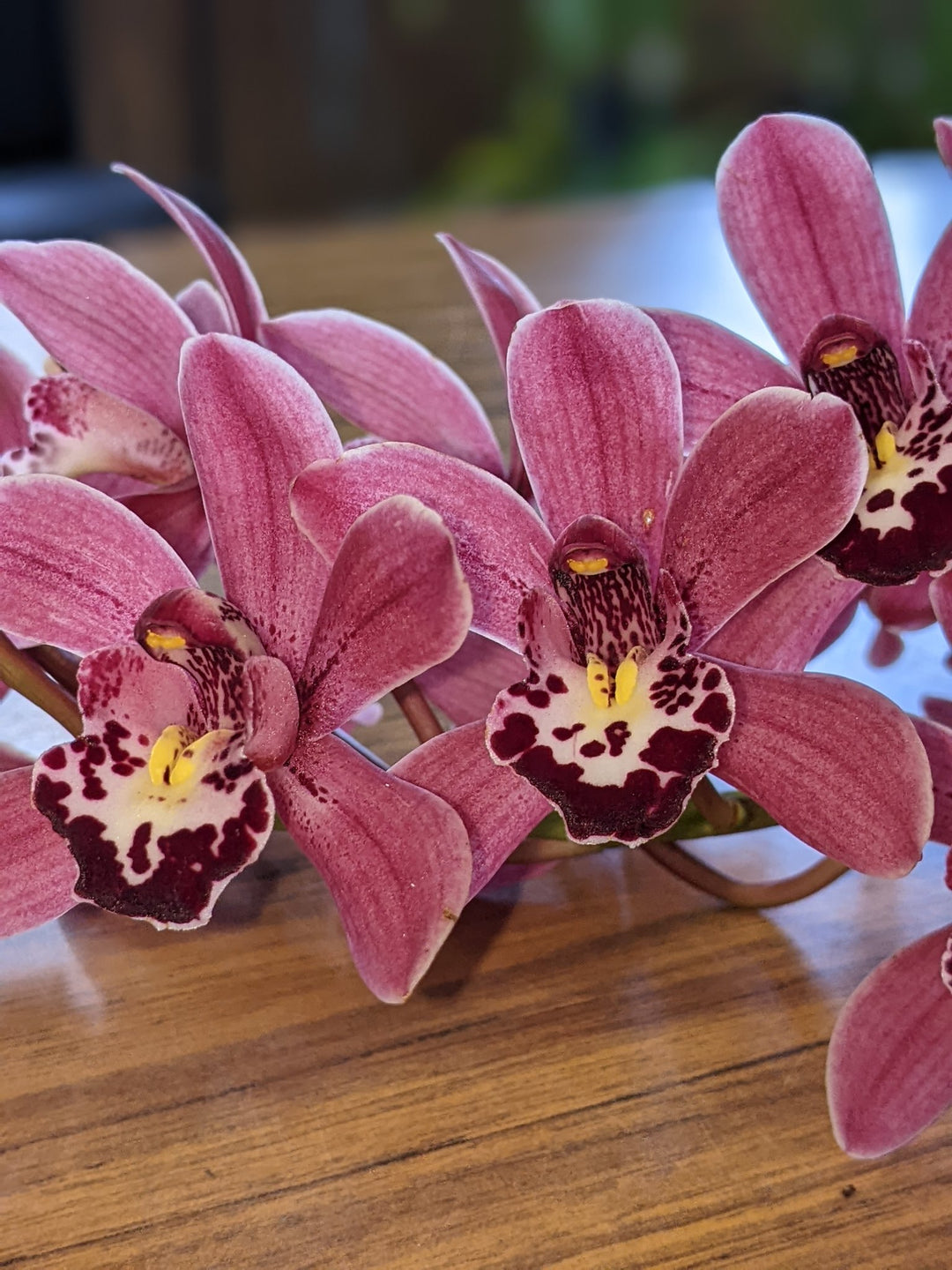 Light Pink Cymbidium Flower Seeds for Planting Heirloom Non-GMO High Germination Organic Garden Seeds