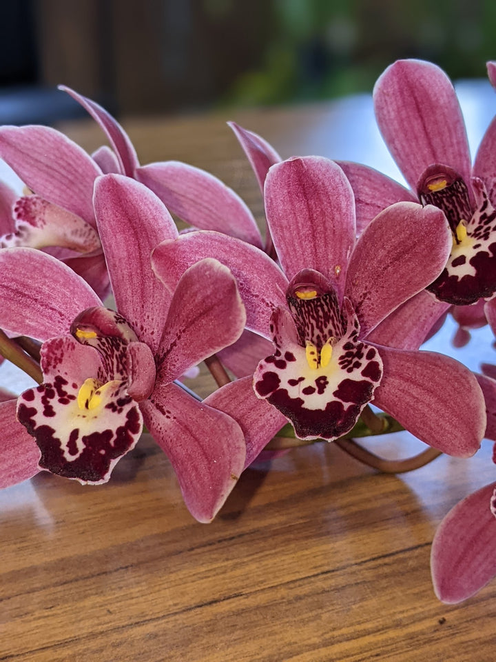 Light Pink Cymbidium Flower Seeds for Planting Heirloom Non-GMO High Germination Organic Garden Seeds
