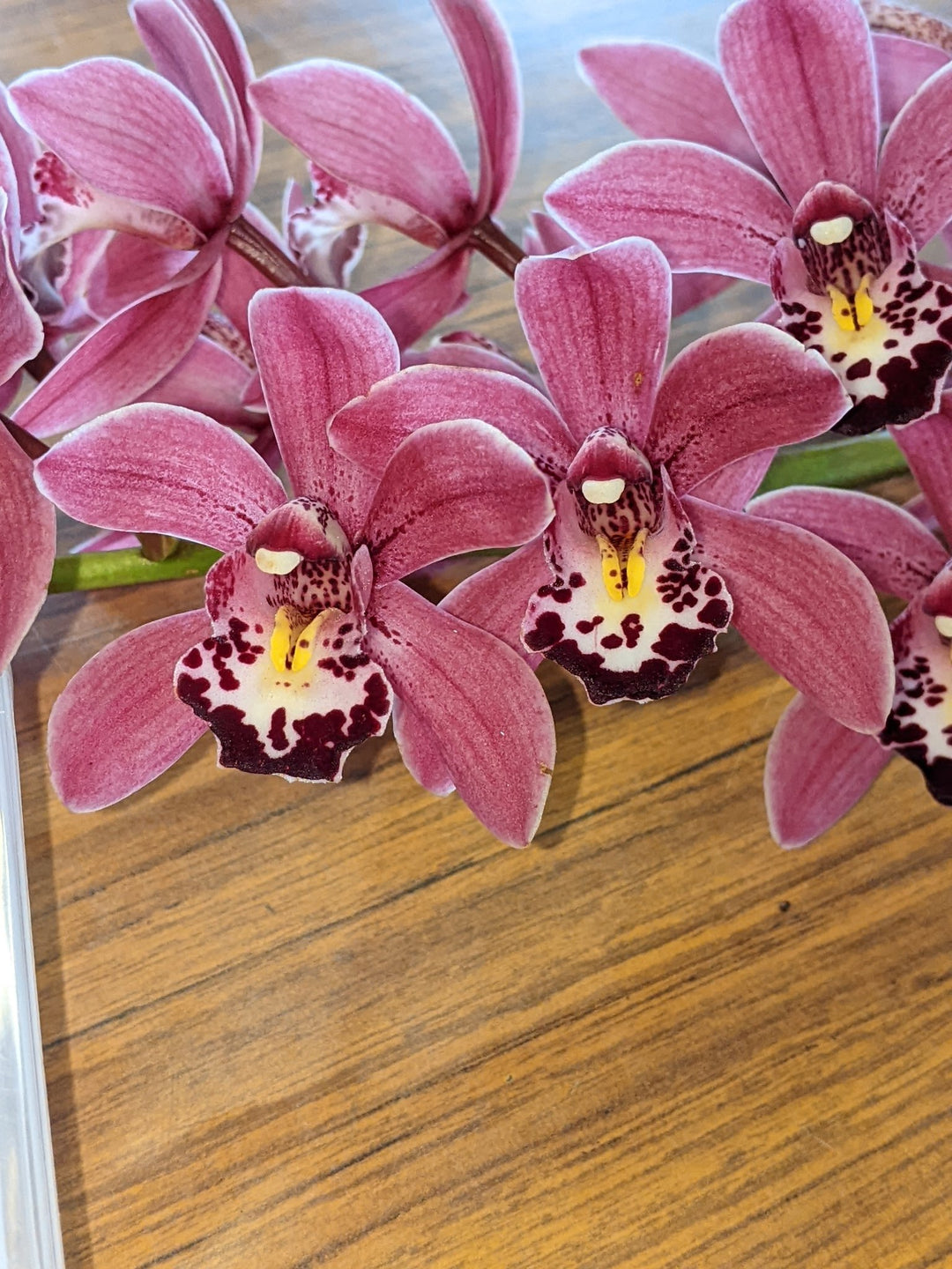 Light Pink Cymbidium Flower Seeds for Planting Heirloom Non-GMO High Germination Organic Garden Seeds