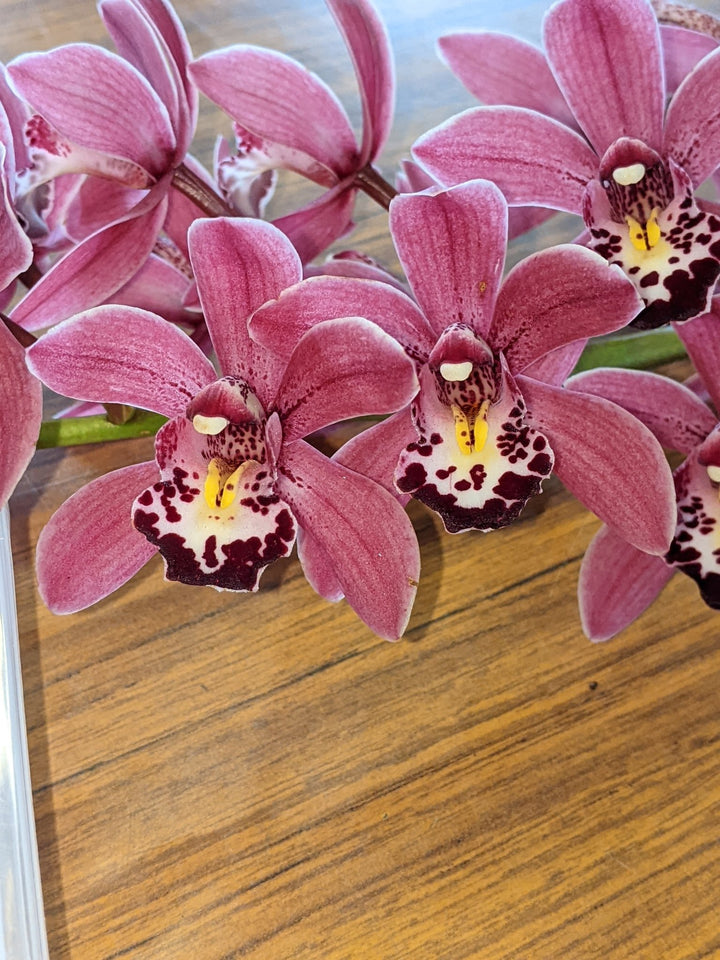 Light Pink Cymbidium Flower Seeds for Planting Heirloom Non-GMO High Germination Organic Garden Seeds
