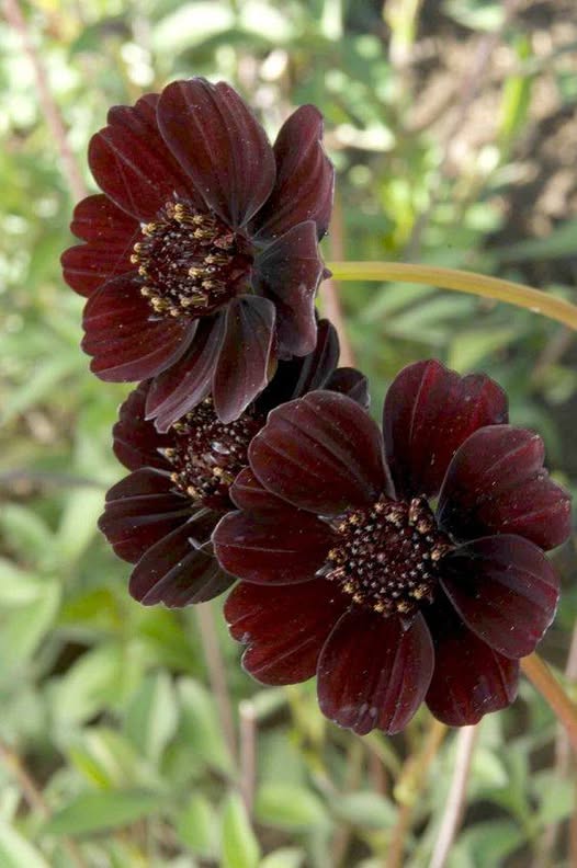 Brown Cosmos Flower Seeds – Heirloom, Non-GMO, High Germination Organic Garden Seeds for Planting