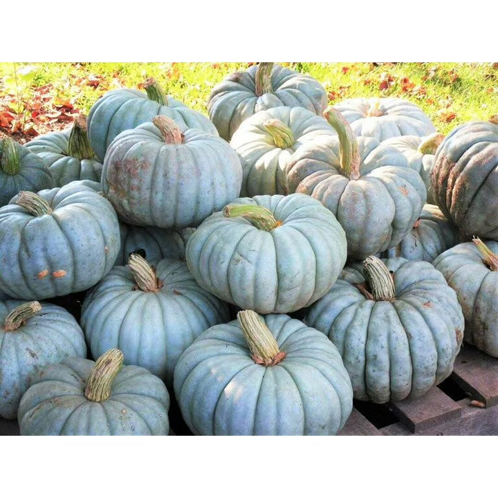 Blue Moon Pumpkin Seeds for Planting | Heirloom, Non-GMO, High Germination Seeds