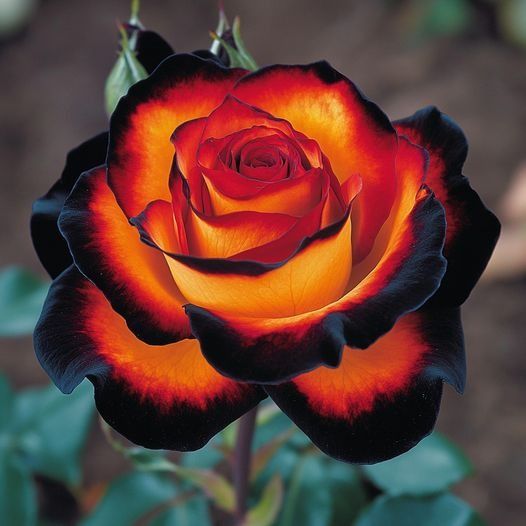 Orange Black Rose Flower Seeds – Heirloom, Non-GMO, High Germination Seeds