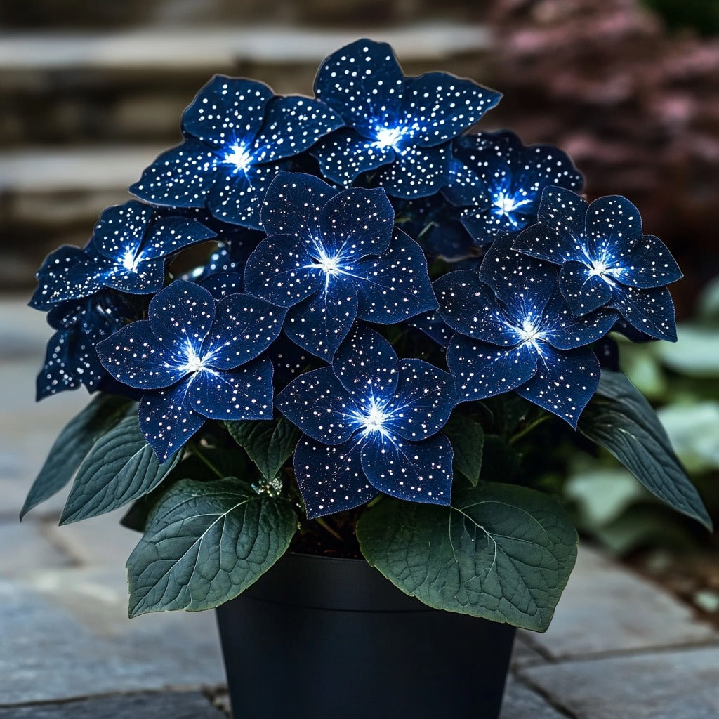 Moonlight Butterfly Begonia Flower Seeds – Dark Blue &amp; White Seeds for Planting
