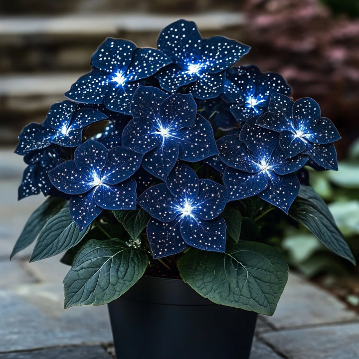 Moonlight Butterfly Begonia Flower Seeds – Dark Blue &amp; White Seeds for Planting