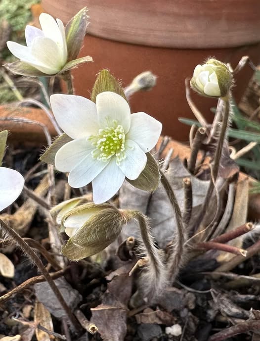 White Fresh Hepatica Flower Seeds – Heirloom Non-GMO High Germination Organic Seeds
