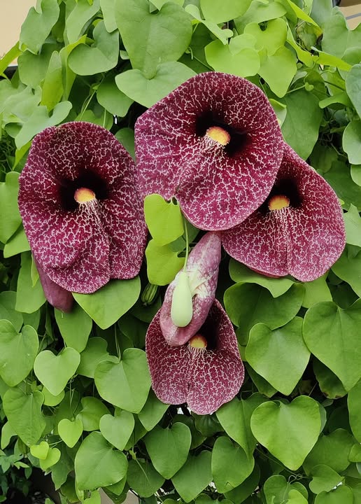Maroon Aristolochia Flower Seeds – Heirloom, Non-GMO, High Germination Seeds