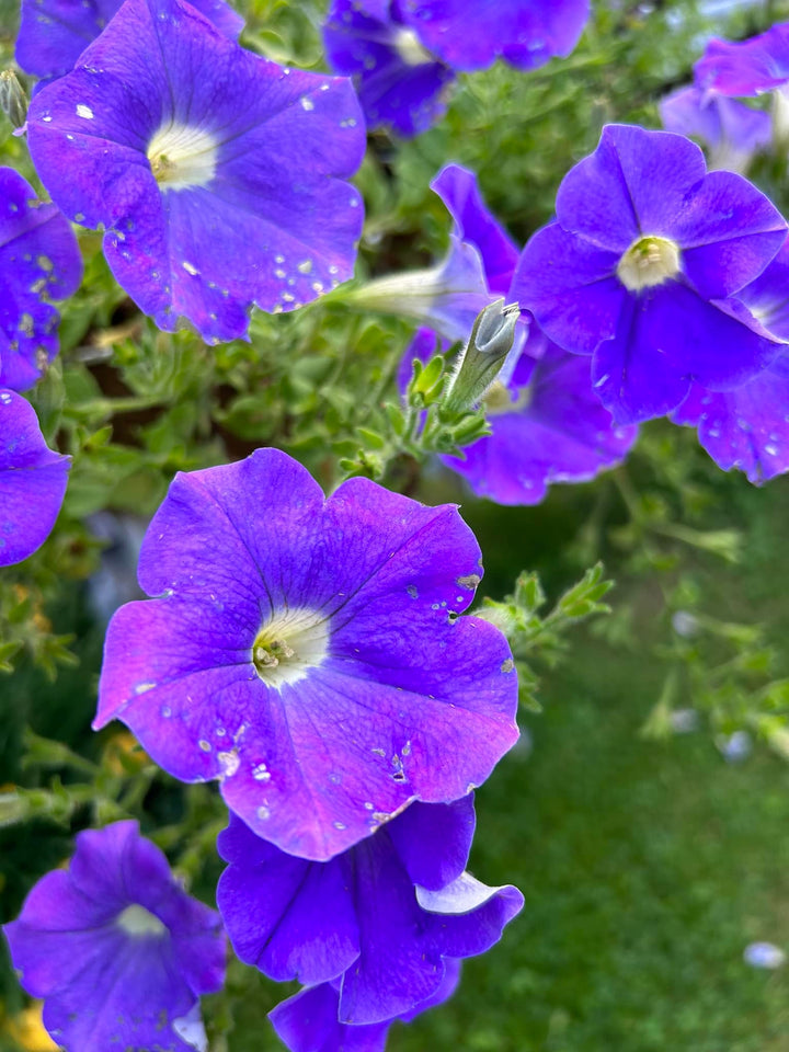 Blue Bacopa Flower Seeds for Planting – Heirloom Non-GMO High Germination Organic Seeds
