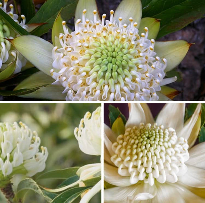 White Telopea Speciosissima Flower Seeds – Heirloom, Non-GMO, High Germination Organic Garden Seeds for Planting