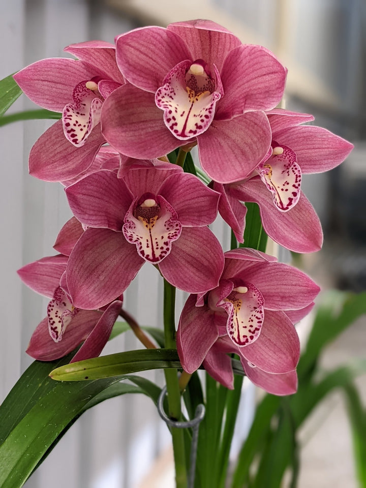 Light Pink Cymbidium Flower Seeds for Planting Heirloom Non-GMO High Germination Organic Garden Seeds