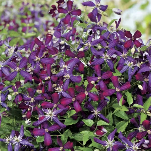 sweet summer flower seeds