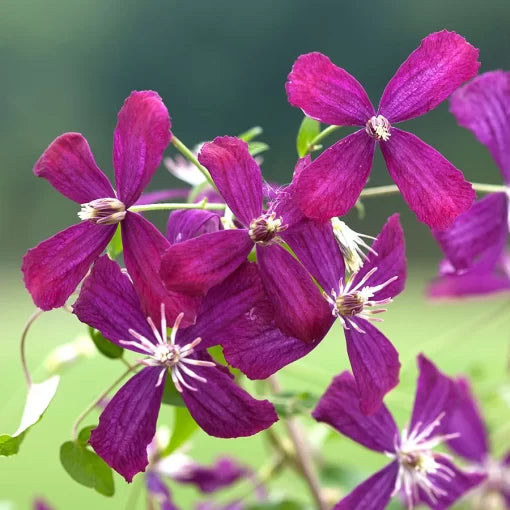 purple sweet flower seeds