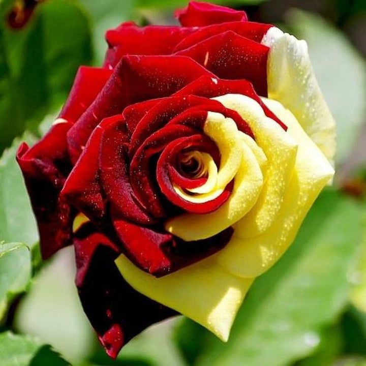 Semillas de rosas rojas y amarillas de Osiria, reliquia, sin OMG, alta germinación, semillas orgánicas de jardín para plantar