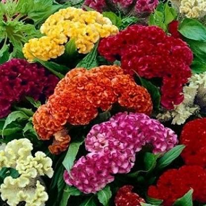 Mixed Cockscomb Flower Seeds – Heirloom, Non-GMO, High Germination Seeds