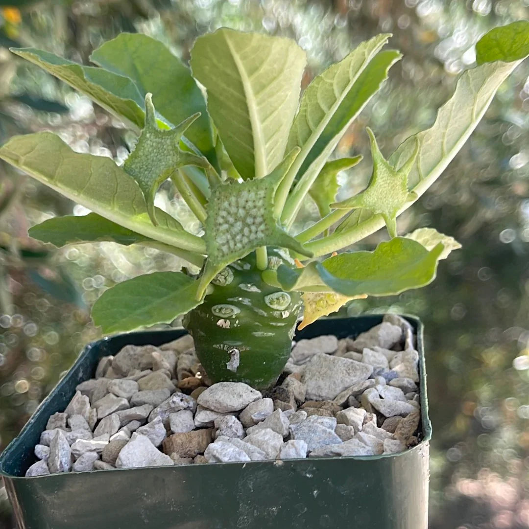 Green Dorstenia herb seeds