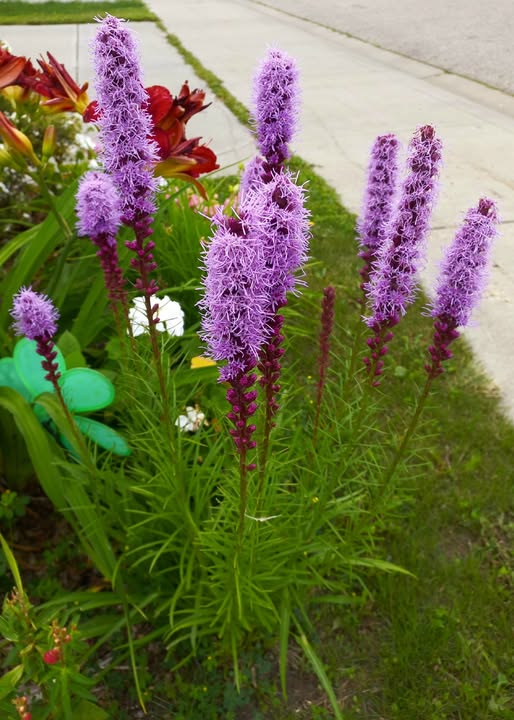 Purple Kniphofia Flower Seeds Heirloom Non-GMO High Germination Organic Garden Seeds for Planting
