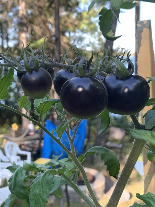 Giant Black Tomato Seeds – Heirloom Non-GMO Organic Garden Seeds, High Germination Seeds