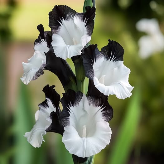 Black White Gladiolus Flower Seeds Heirloom Non-GMO High Germination Organic Garden Seeds for Planting