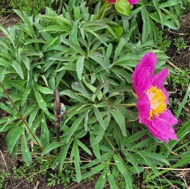 Rosa Paeonia Tenuifolia Blumensamen – Heirloom, gentechnikfrei, keimstarke Bio-Gartensamen zum Pflanzen