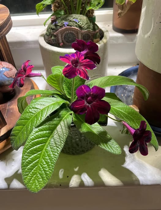 Maroon Streptocarpus Flower Seeds – Heirloom, Non-GMO, High Germination Seeds