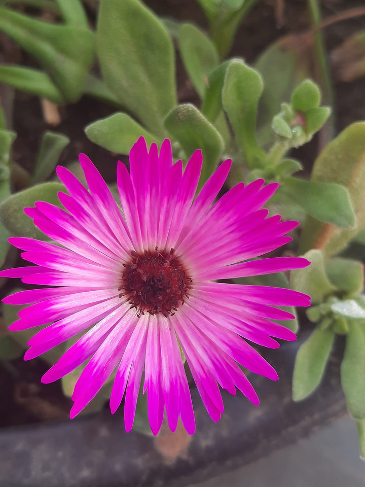 Pink Mesembryanthemum Flower Seeds – Heirloom, Non-GMO, High Germination Seeds