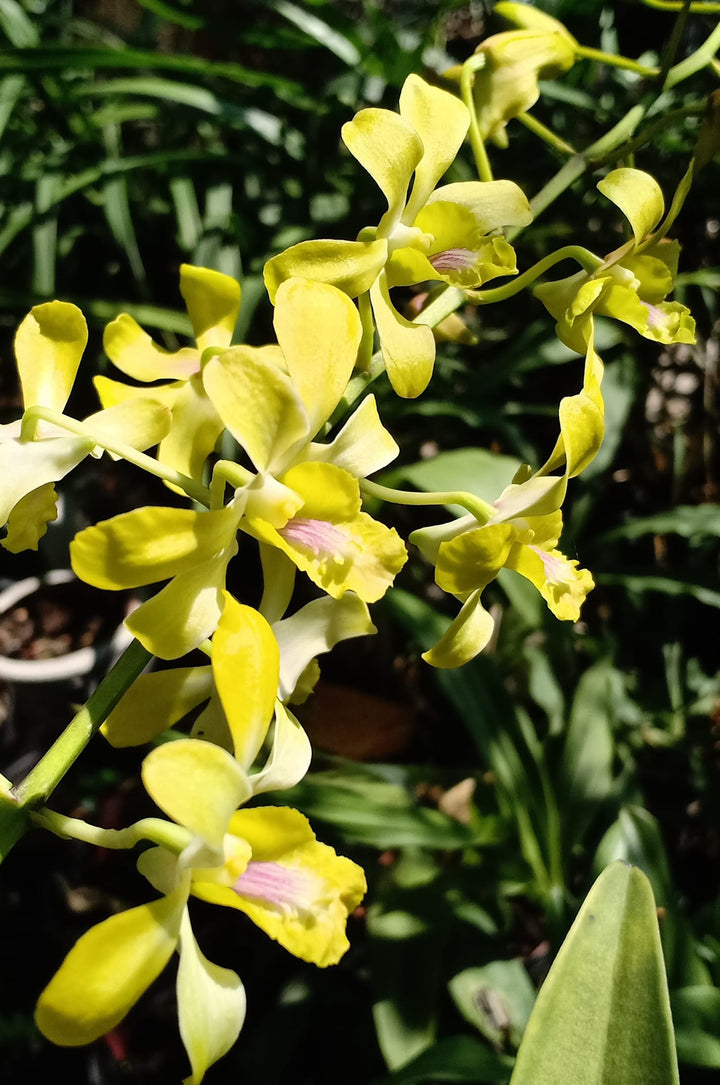 Dendrobium Flower Seeds Yellow White – Heirloom Non-GMO High Germination