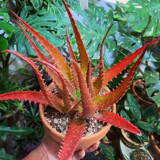Rare Red Aloe Vera Seeds – Heirloom, Non-GMO, High Germination Garden Seeds