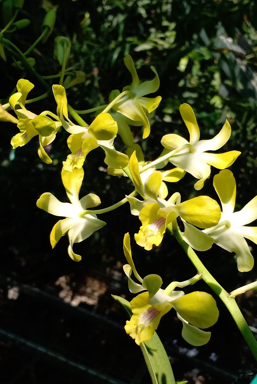 Dendrobium Flower Seeds Yellow White – Heirloom Non-GMO High Germination