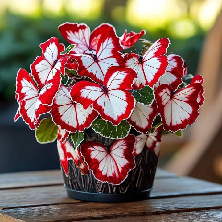 Moonlight Butterfly Begonia - Red and White Heirloom Non-GMO Seeds for Planting High Germination