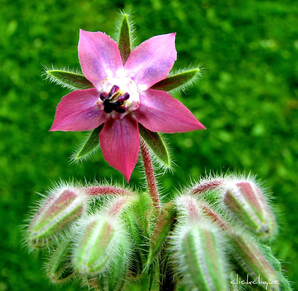Pink Borage Flower Seeds – Heirloom, Non-GMO, High Germination Organic Garden Seeds for Planting