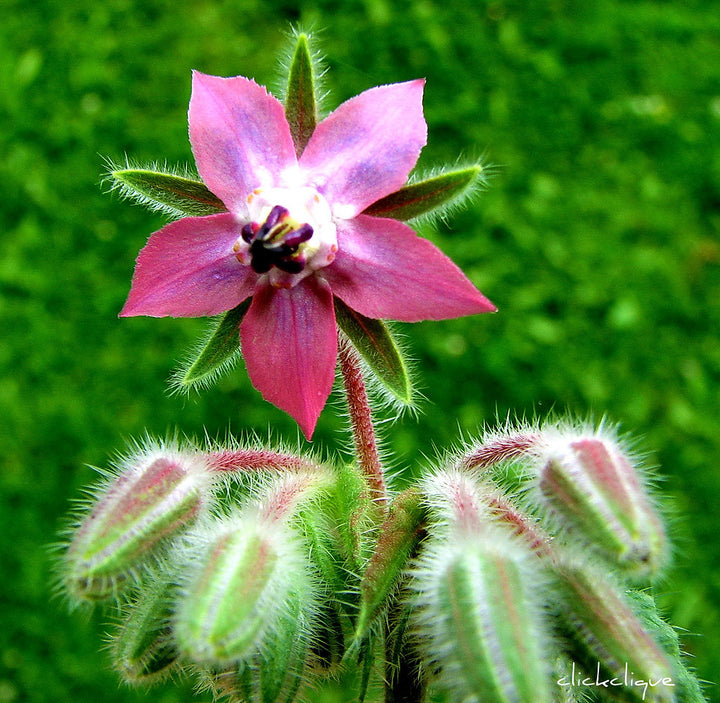 Pink Borage Flower Seeds – Heirloom, Non-GMO, High Germination Organic Garden Seeds for Planting